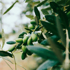 Explaining the Term "Cold Pressed"