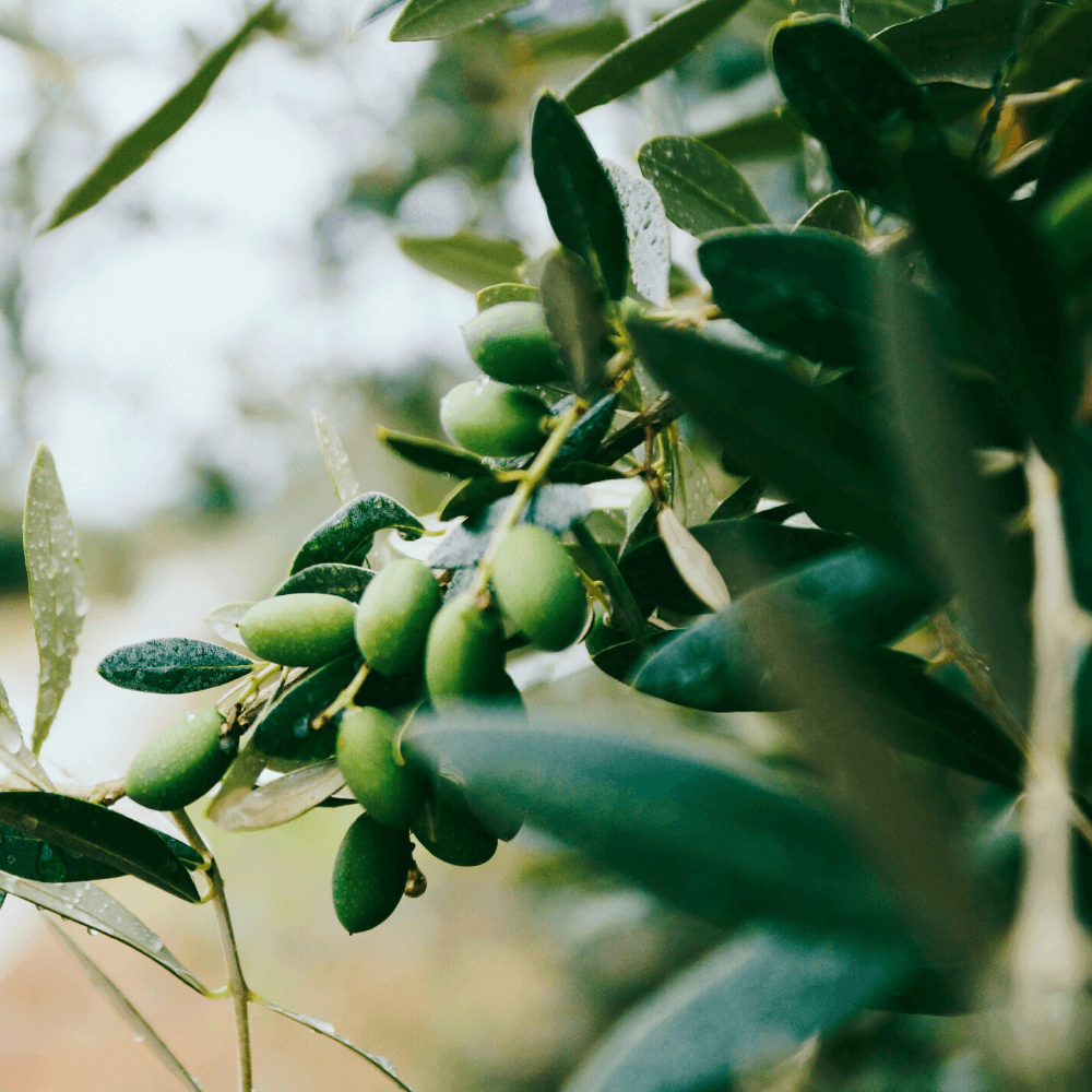 Explaining the Term "Cold Pressed"