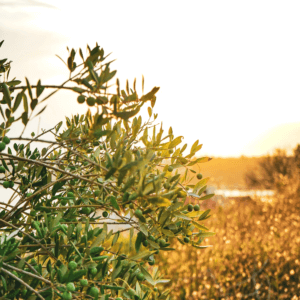 Olive Oil Farming