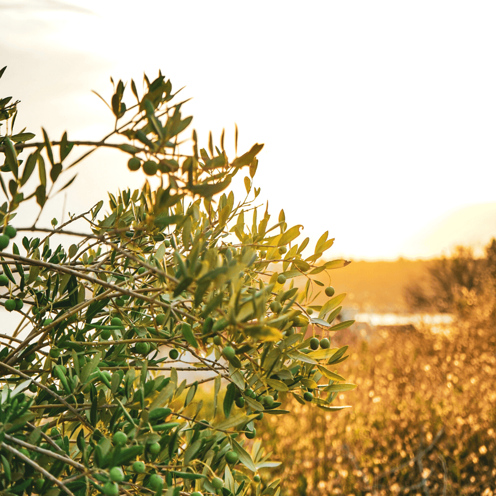 Olive Oil Farming