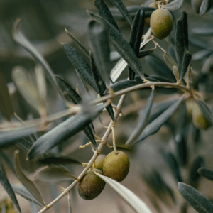 Types of Olive Oil