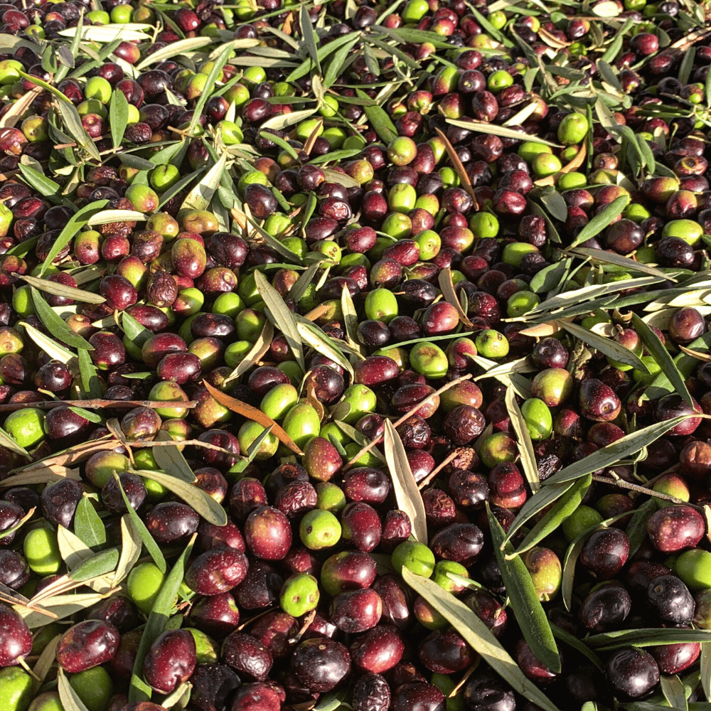 A guide to Oil Tasting